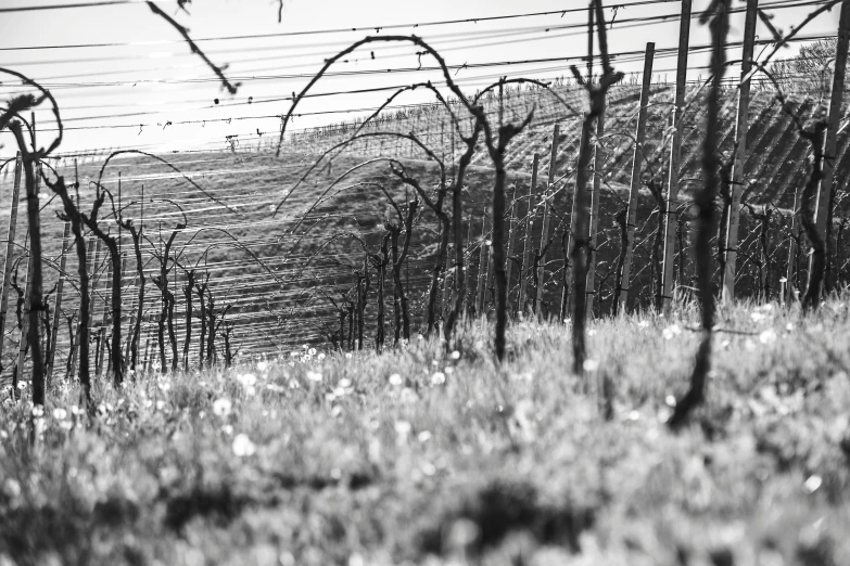 a black and white photo of a barbed wire fence, by Werner Gutzeit, figuration libre, vineyard, early spring, vines overflowing, mines