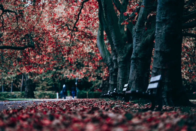 a couple of benches sitting in the middle of a park, by Emma Andijewska, pexels contest winner, red leaves on the ground, people walking around, deep colours. ”, thumbnail