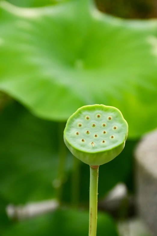 a close up of a flower with leaves in the background, green lily pads, radiolaria, carefully crafted, smooth oval head