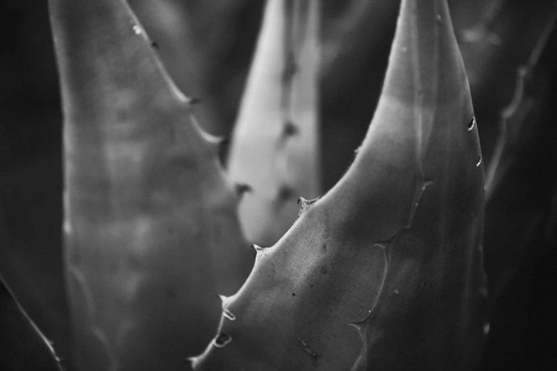 a black and white photo of a plant, a black and white photo, inspired by Edward Weston, unsplash, sharp claws and sharp teeth, made of cactus spines, high details photo, horned