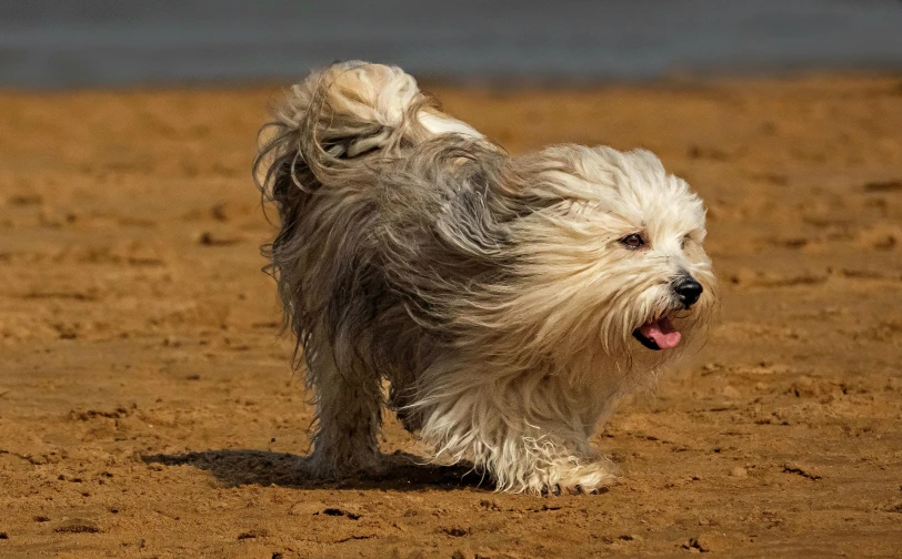 a small white dog standing on top of a sandy beach, long hair blowing in the wind, in an action pose, intricate wrinkles, 2022 photograph