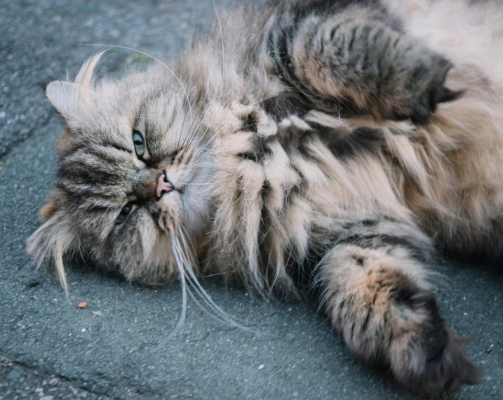 a cat that is laying down on the ground, pexels contest winner, fluffy body, highly stylized, gif, high quality photo