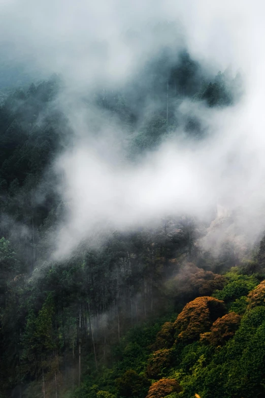 green forest with cloud on hill and sheep