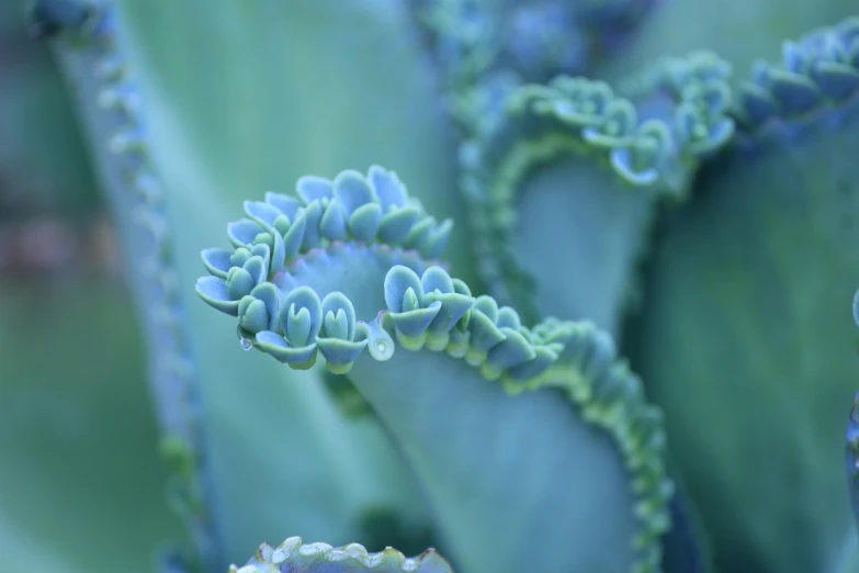 a close up of a plant with green leaves, a macro photograph, by Jessie Algie, unsplash, rococo, pastel blue, sea plants, robotic cactus design, fractal fungus