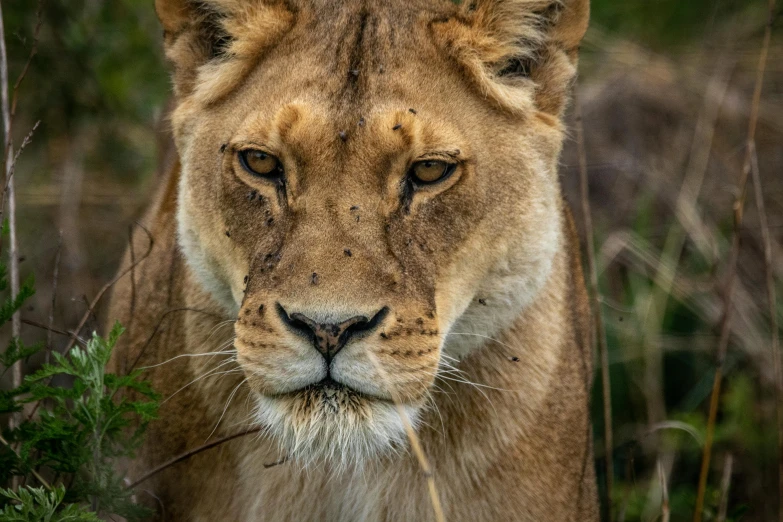 a close up of a lion in a field, a portrait, by Daniel Lieske, pexels contest winner, markings on her face, ready to eat, well preserved, lightly dirty face