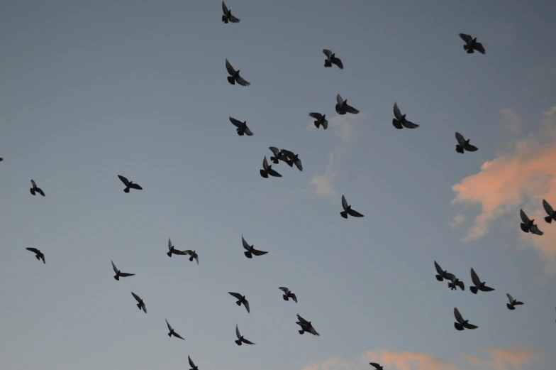 a flock of birds flying in the sky, an album cover, pexels contest winner, hurufiyya, martin parr, late summer evening, grey, evening sunlight