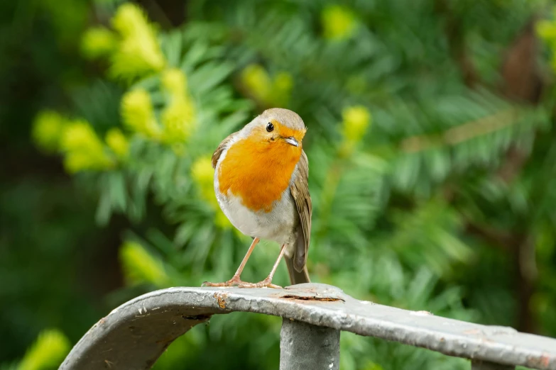 a small bird sitting on top of a metal fence, in the garden, sitting on a stool, robin eley, avatar image