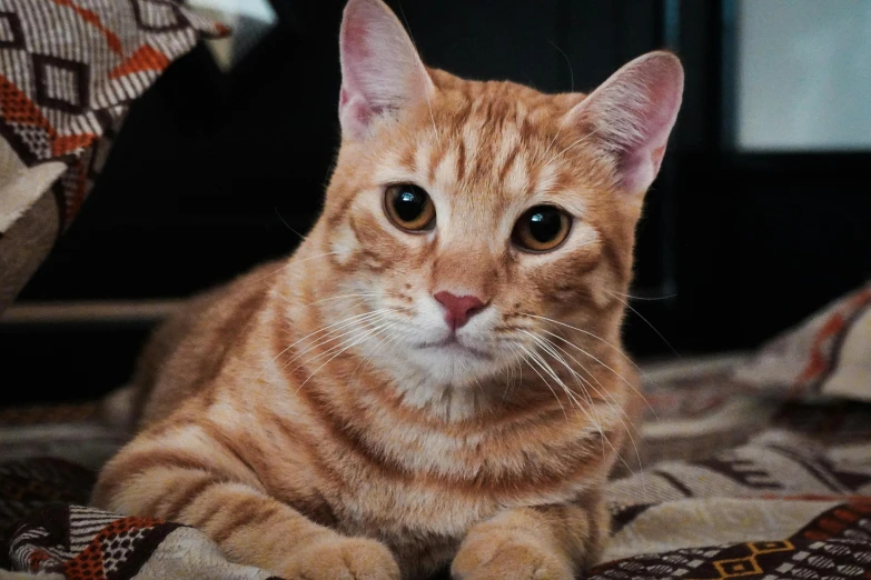 a close up of a cat laying on a bed, orange cat, posing for the camera, instagram photo, young adult male