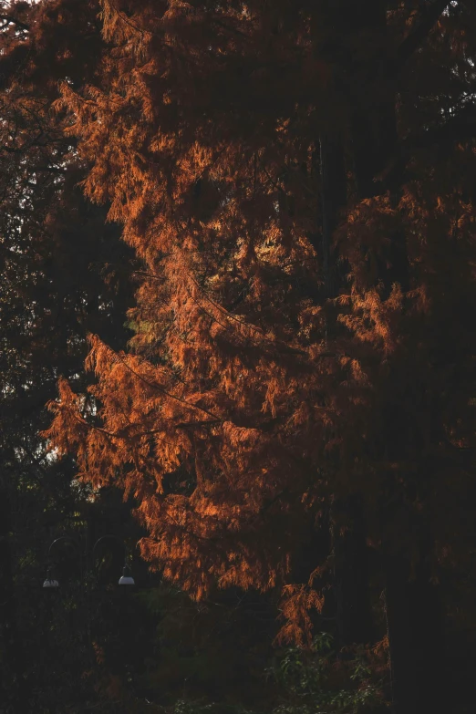 a person riding a horse through a forest, inspired by Elsa Bleda, hurufiyya, dark orange, giant sequoia, autumn wind, cinematic shot ar 9:16 -n 6 -g