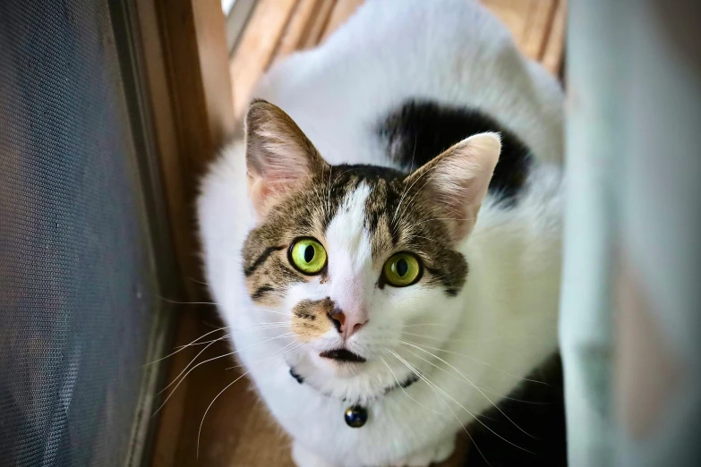 a close up of a cat near a window, looking up at the camera, square nose, photo taken in 2 0 2 0, birdseye view