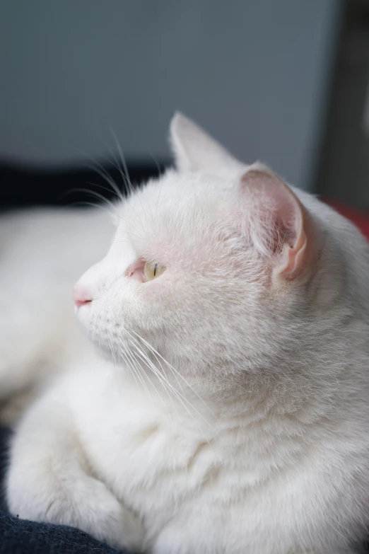 a white cat laying on top of a black blanket, by Jessie Algie, unsplash, eyes closed or not visible, albino white pale skin, side view close up of a gaunt, old male