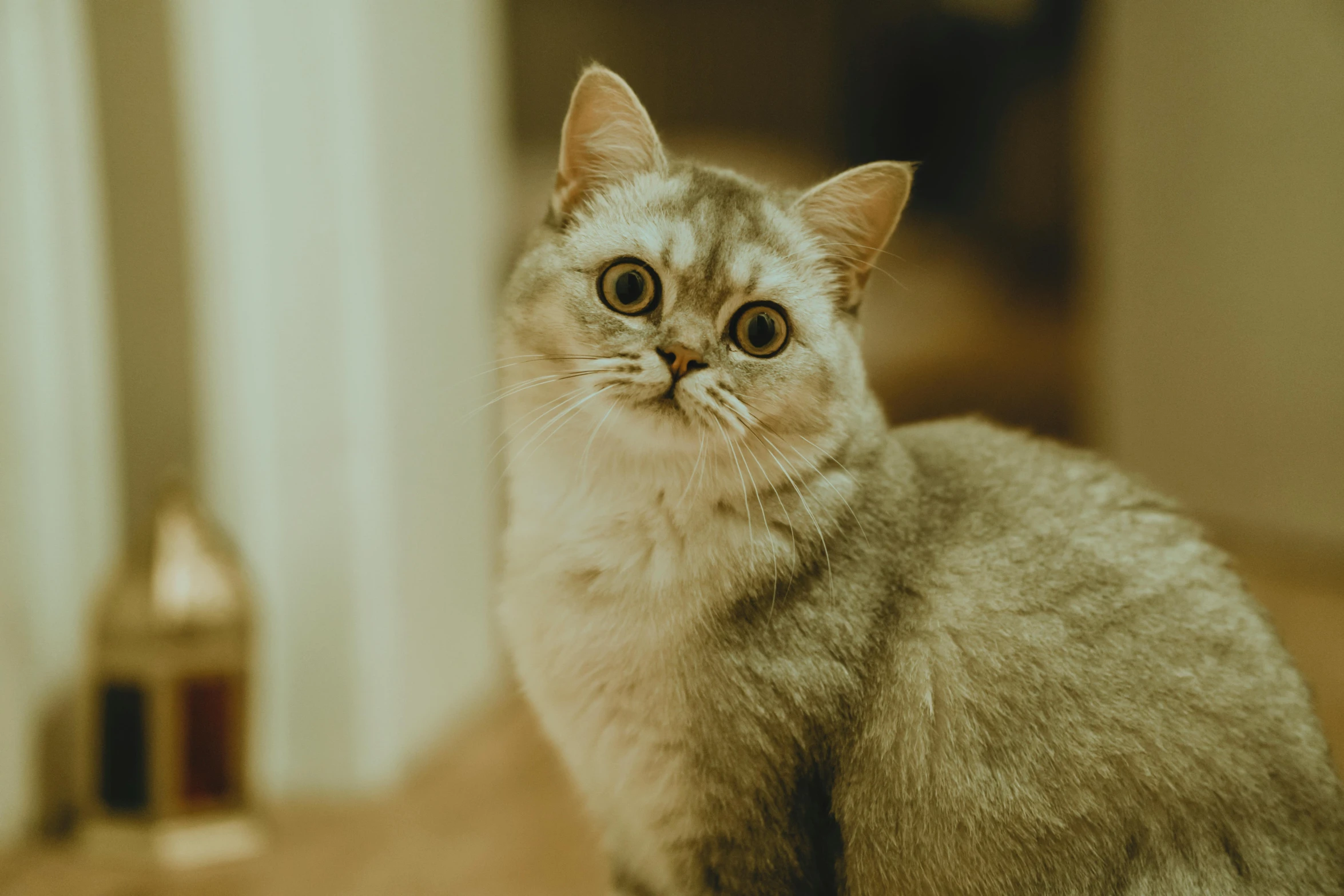 a cat sitting on the floor looking at the camera, pexels contest winner, all overly excited, grey, high quality photo, aristocratic