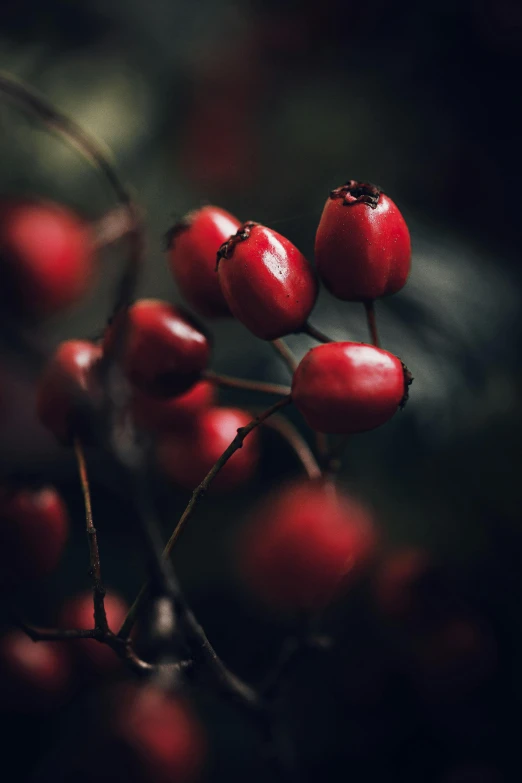 a bunch of cherries sitting on a tree nch