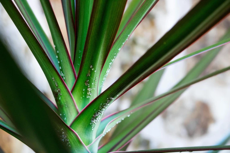 a close up of a plant with water droplets on it, by Jessie Algie, unsplash, art nouveau, tropical palms, iridescent details, large potted plant, spiky