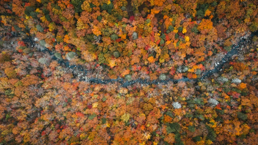 an aerial view of a forest in autumn, by Sebastian Spreng, unsplash contest winner, fan favorite, ny, as seen from the canopy, kano)