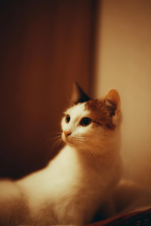 a close up of a cat laying on a bed, by Julia Pishtar, unsplash, medium format. soft light, high quality photo, sittin, calico