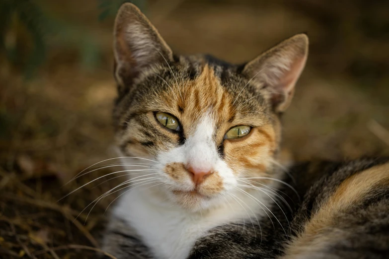 a close up of a cat laying on the ground, a portrait, unsplash, calico, paul barson, young female, mixed animal