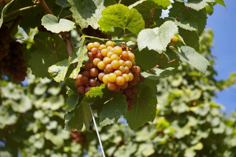 bunches of gs growing on a tree with a blue sky background