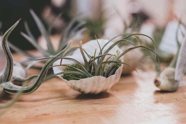 a group of air plants sitting on top of a wooden table, trending on unsplash, sea shell, made of leaves, zinc white, looking towards camera