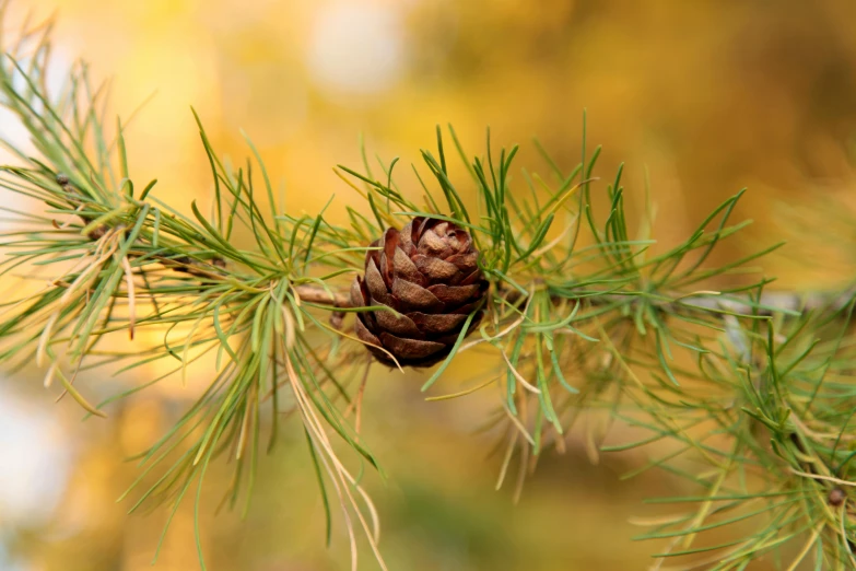 a pine cone hanging on a green tree nch