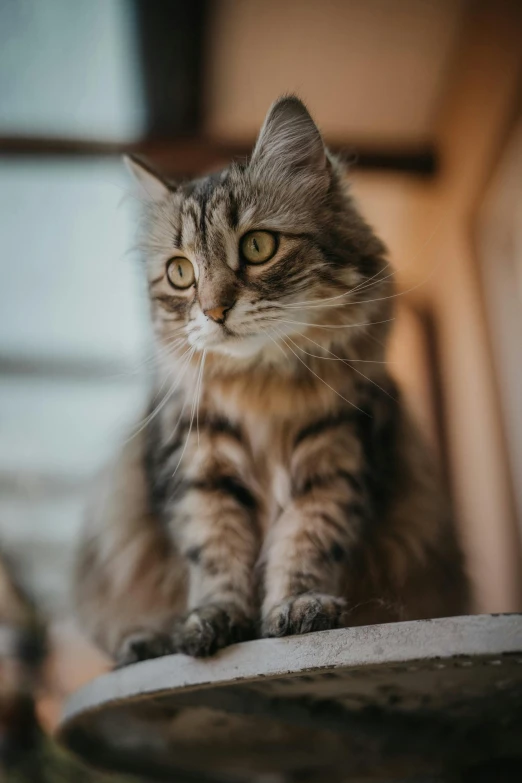 a cat sitting on top of a wooden table, facing the camera, up close, in majestic, looking content