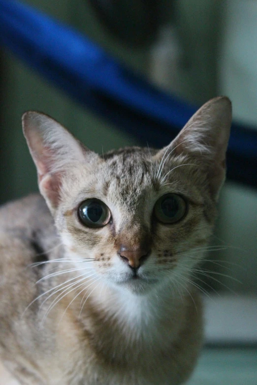 a close up of a cat sitting on a floor, huge-eyed, short neck, over-the-shoulder shot, wide forehead