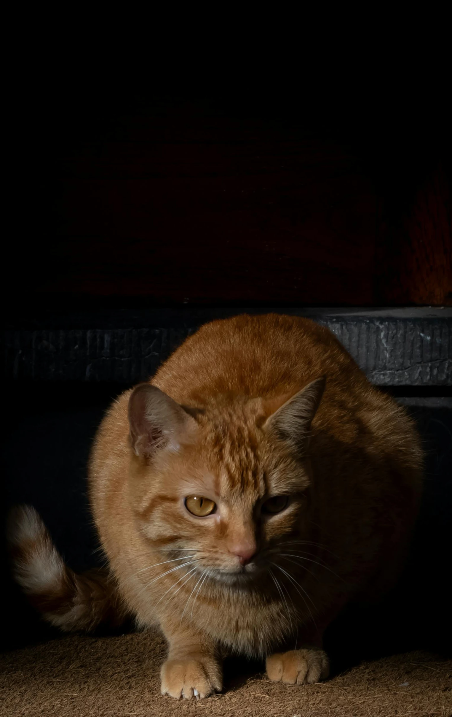 an orange cat sitting in front of a fire place, a portrait, unsplash, photorealism, chiaroscuro!!, low quality photo, dramatic lighting - n 9, rusty