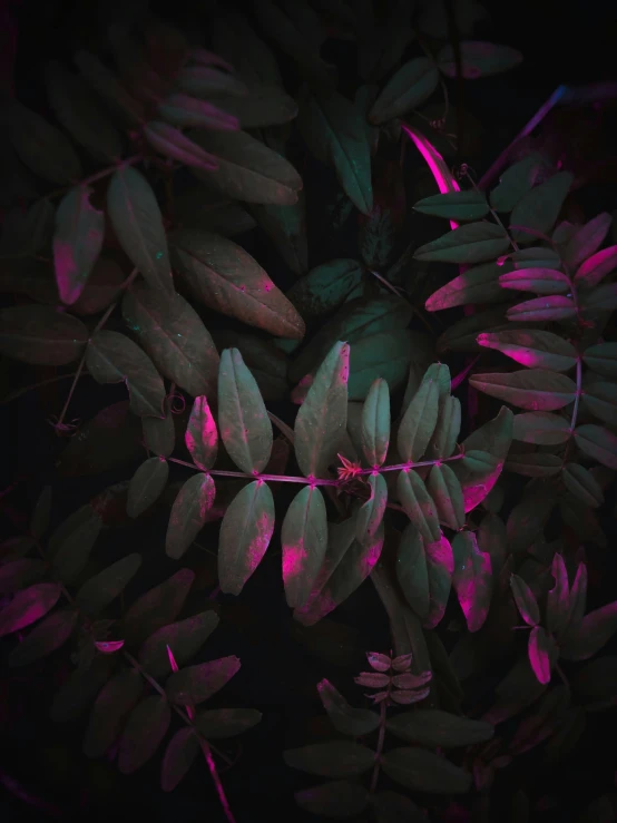 a close up of a plant with purple lights, inspired by Elsa Bleda, unsplash contest winner, aestheticism, dark green leaves, pink trees, !!! colored photography, dark. no text