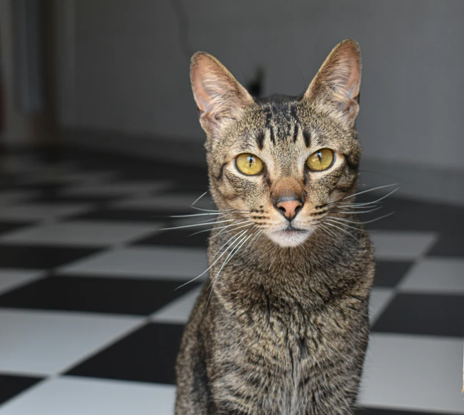 a cat sitting on a black and white checkered floor, a portrait, unsplash, museum quality photo, tabaxi male, graceful face, getty images