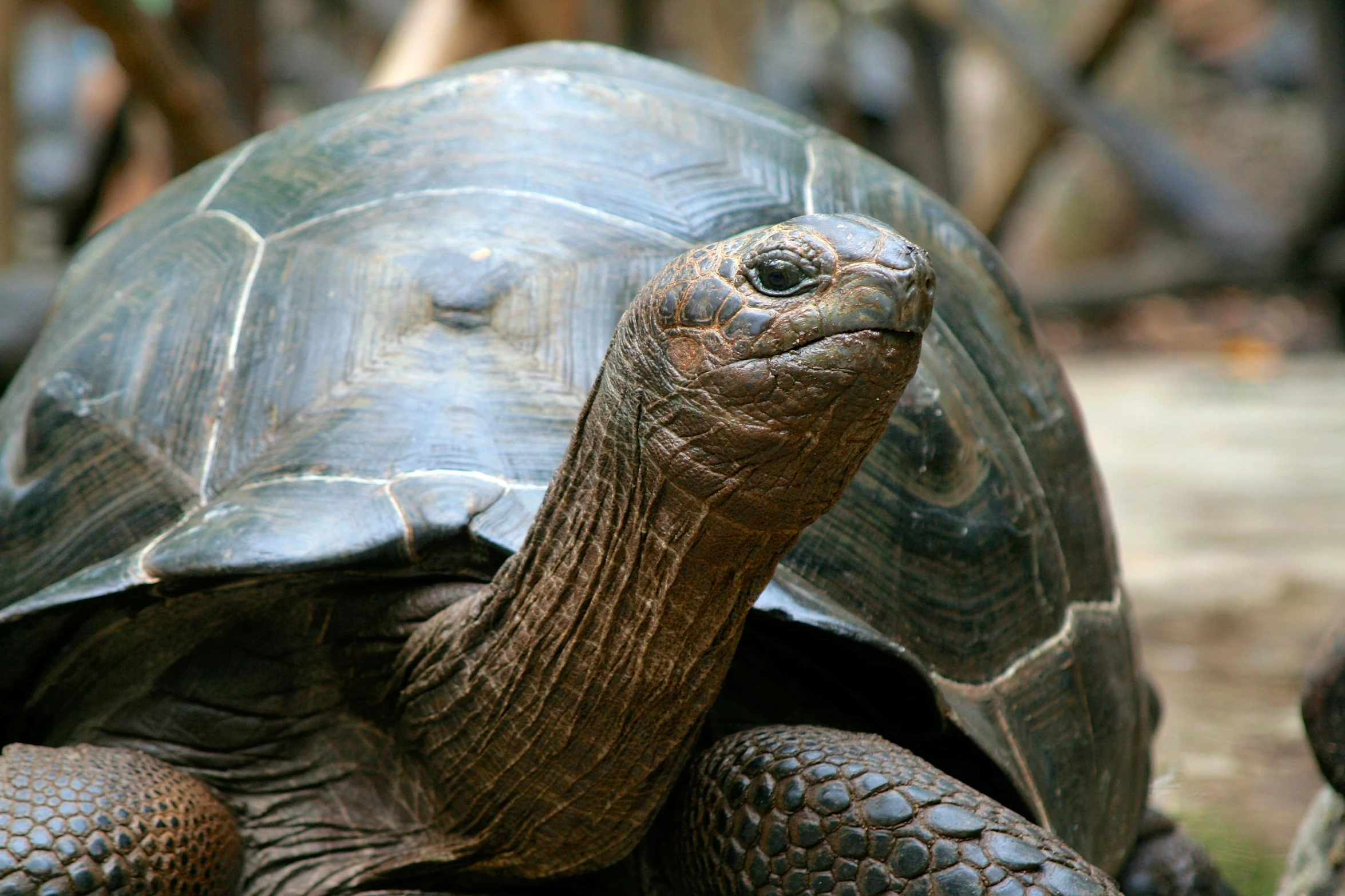 a large turtle sitting on top of a lush green field, a portrait, pexels contest winner, hurufiyya, chocolate, geology, brown scales, an elderly