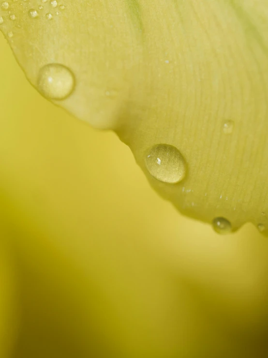 a close up of a yellow flower with water droplets, by David Simpson, fan favorite, droplets on the walls, detail shot, pareidolia