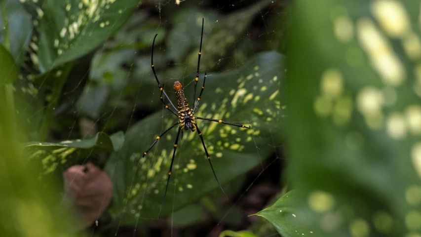 a spider sitting on top of a spider web, by Daniel Lieske, pexels contest winner, hurufiyya, on a jungle forest, avatar image