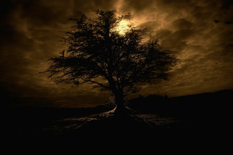 a tree under a cloudy sky at night