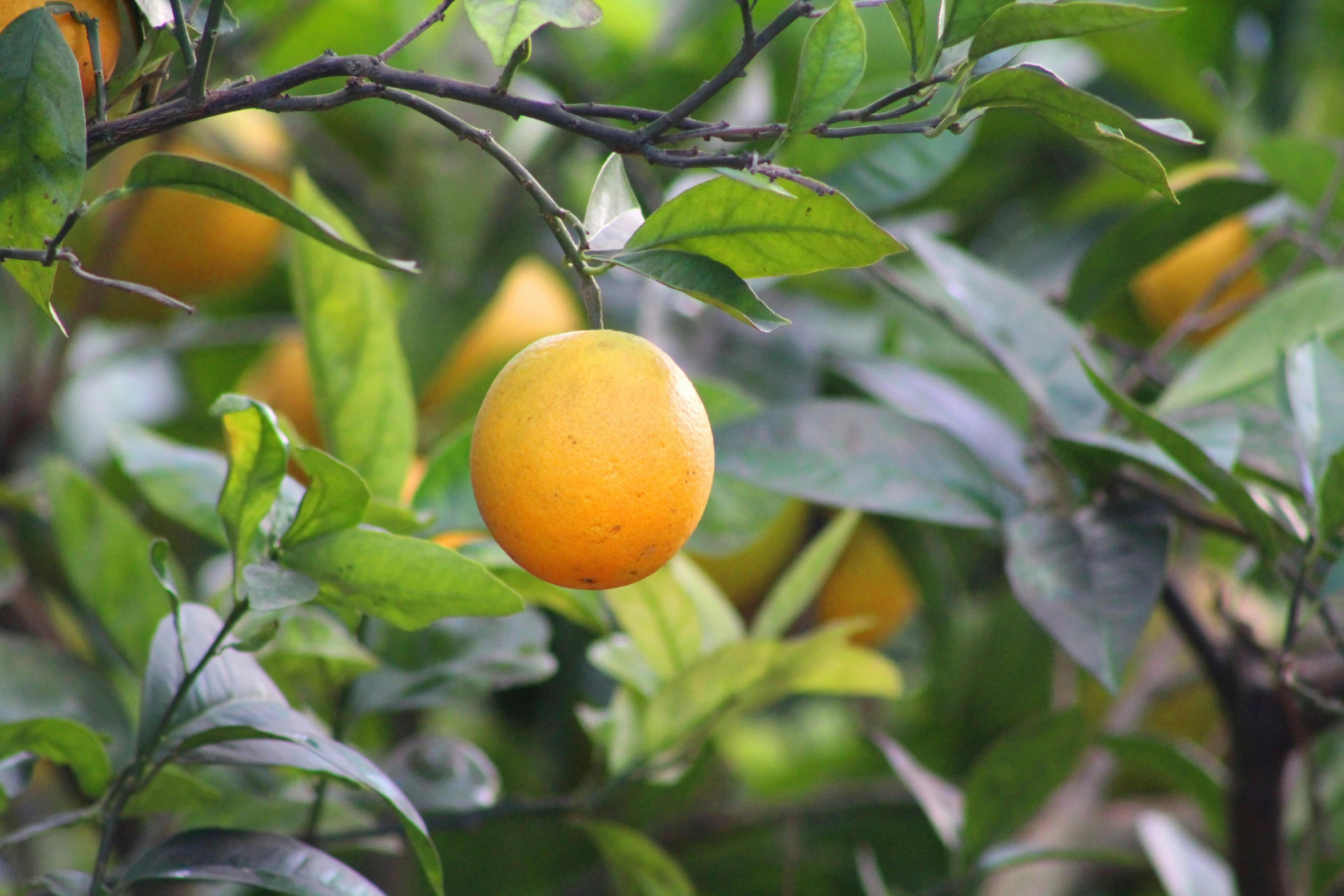 a close up of an orange on a tree, lush surroundings, yellow aureole, organics, sasai ukon masanao