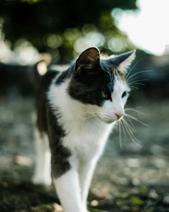 a black and white cat walking across a field, unsplash, happening, non-binary, on a street, with a white nose, old male