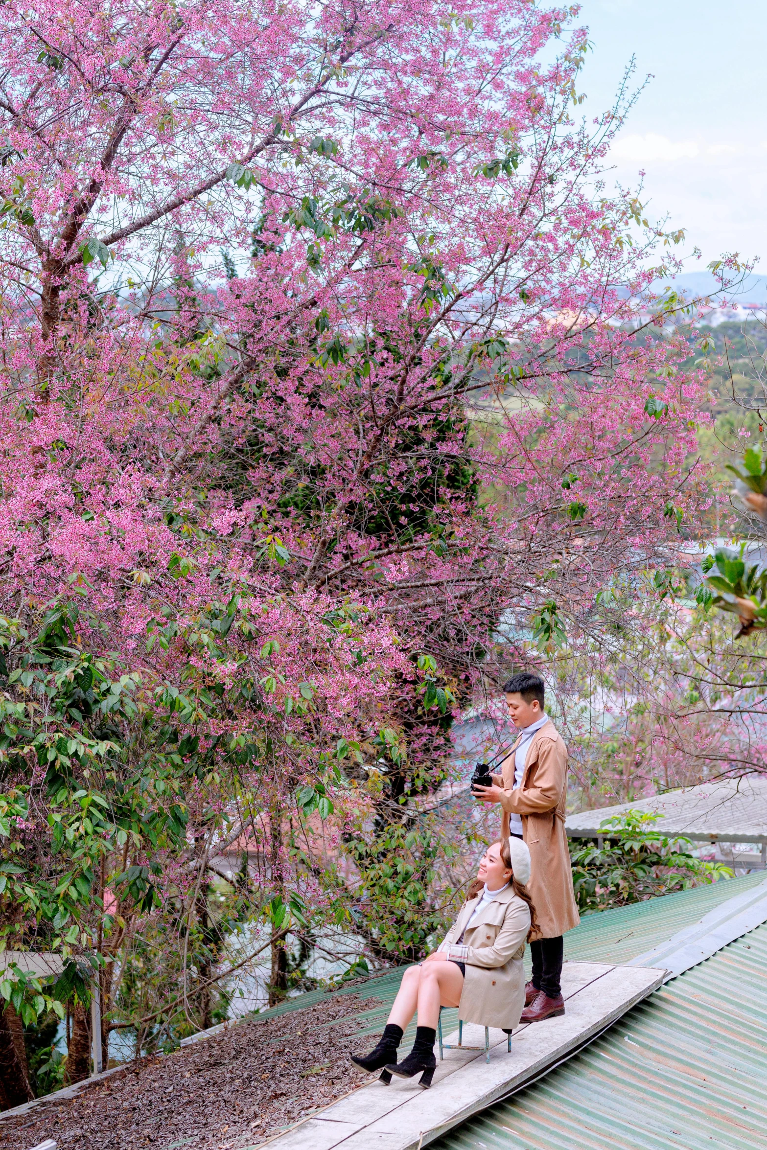 a couple of people that are sitting on a bench, a picture, inspired by Miyagawa Chōshun, happening, bougainvillea, hillside, taiwan, lush sakura trees