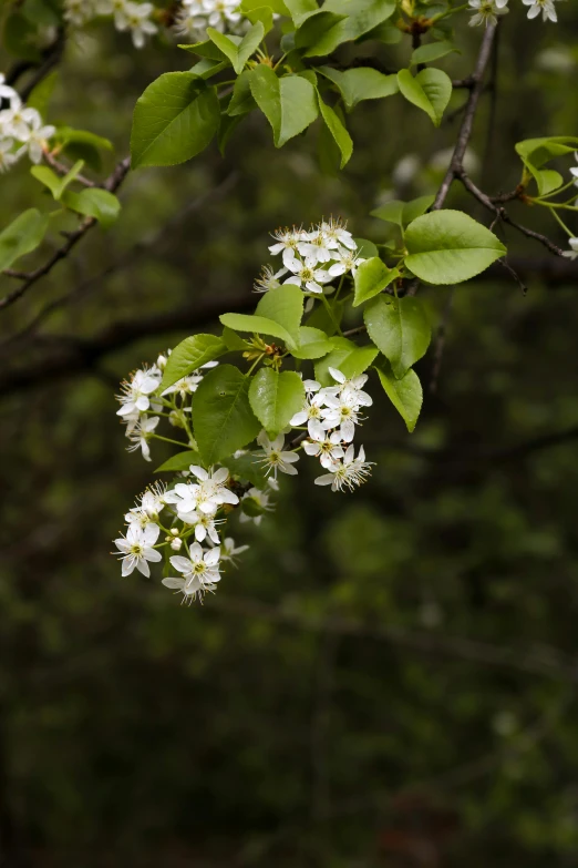 a bunch of white flowers on a tree, uncropped, rich evans, lynn skordal, woody foliage
