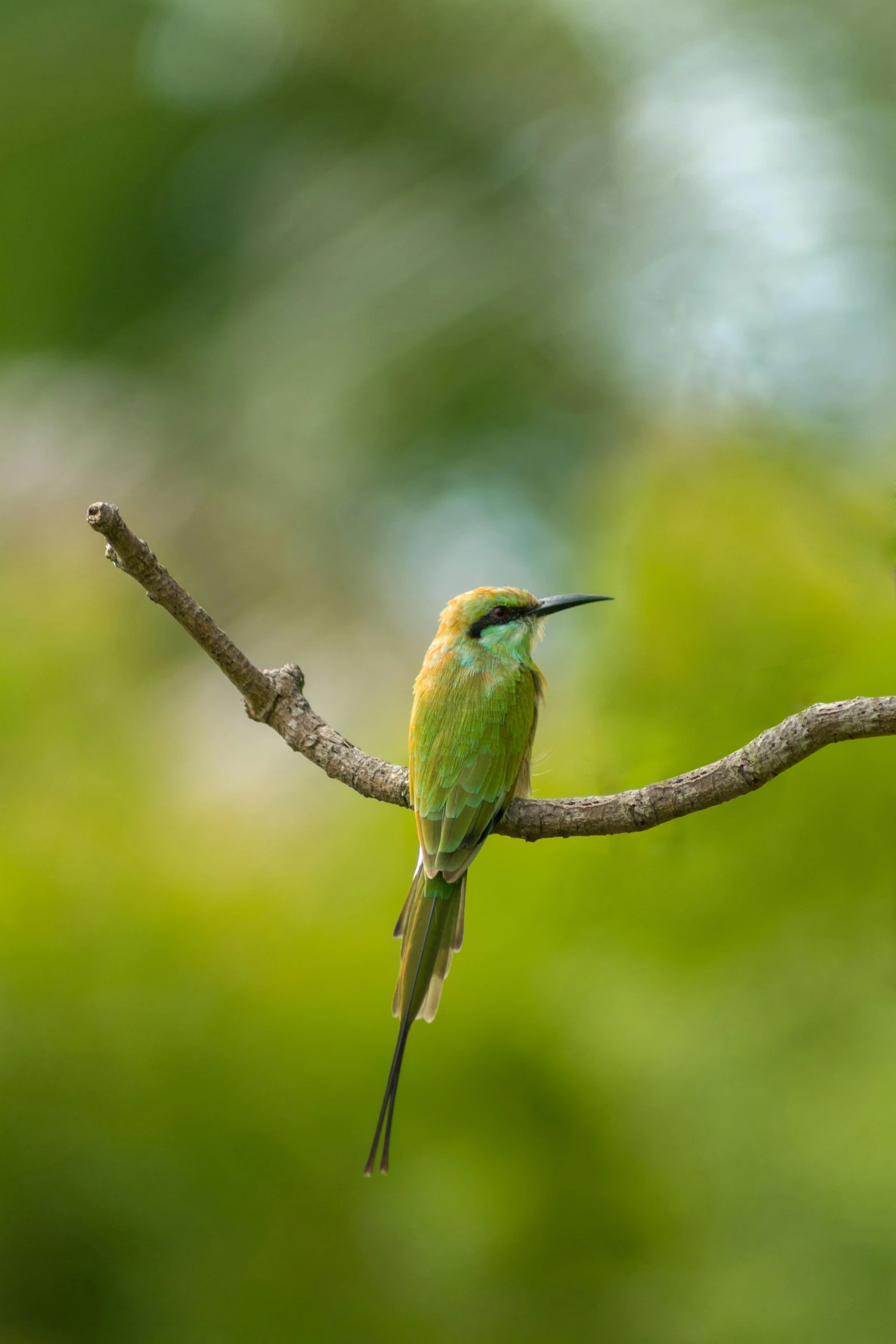 a small bird sitting on top of a tree branch, gold and green, including a long tail, sri lanka, paul barson