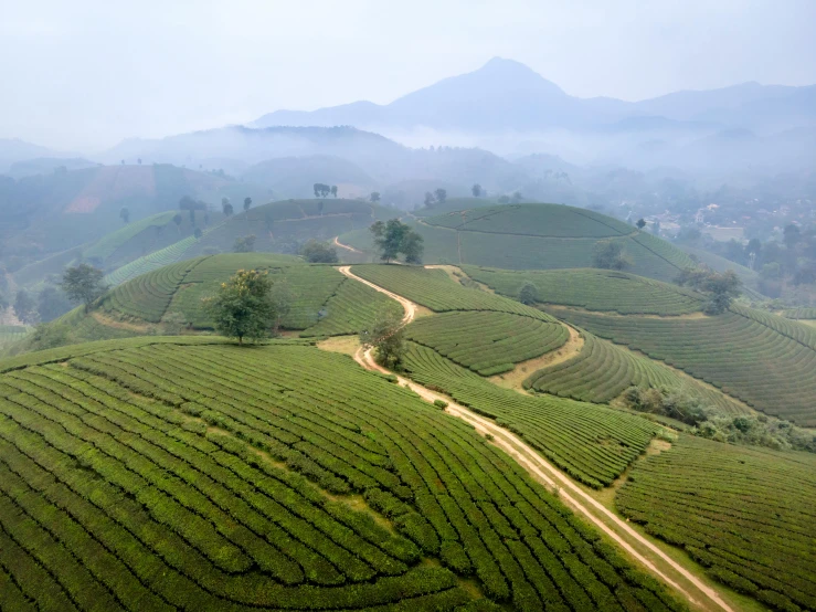 many tea bushes are on the hill side