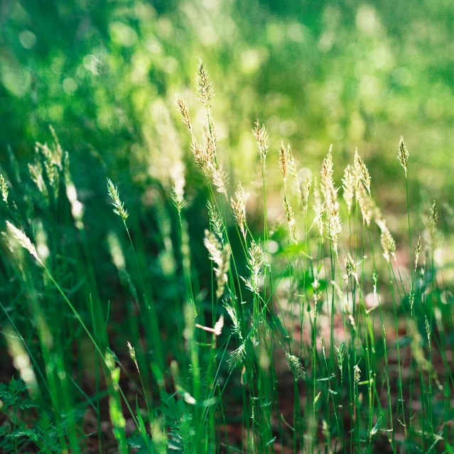 a fire hydrant sitting in the middle of a lush green field, by Thomas Häfner, hurufiyya, hasselblad film bokeh, ears shine through the light, reeds, botanical photo