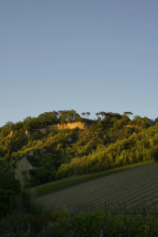 the hillside have trees, shrubs and a grassy area on the side