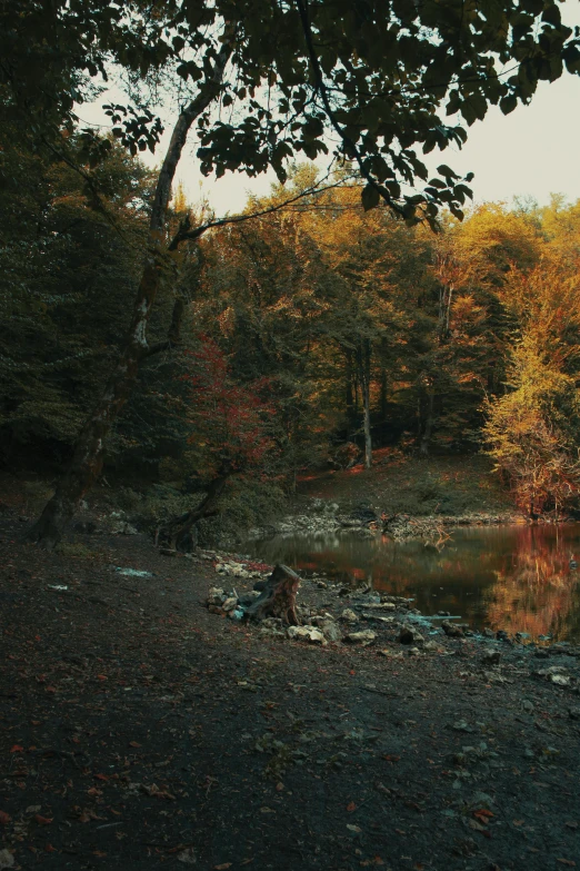 a forest filled with lots of trees next to a body of water, a picture, inspired by Elsa Bleda, 4 k photo autochrome, autum, chillhop, forest picnic