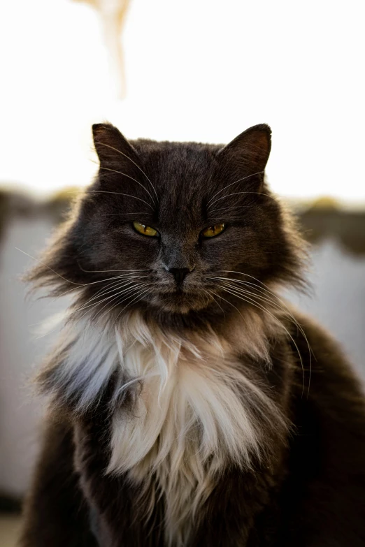 a cat sitting on the floor looking at the camera, a portrait, by Jan Tengnagel, unsplash, furry art, grumpy [ old ], bedhead, zoomed out portrait of a duke, taken in the late 2010s