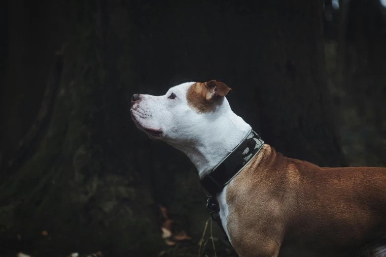 a brown and white dog standing next to a tree, by Emma Andijewska, unsplash, wearing detailed leather collar, pits, dark mood, profile shot