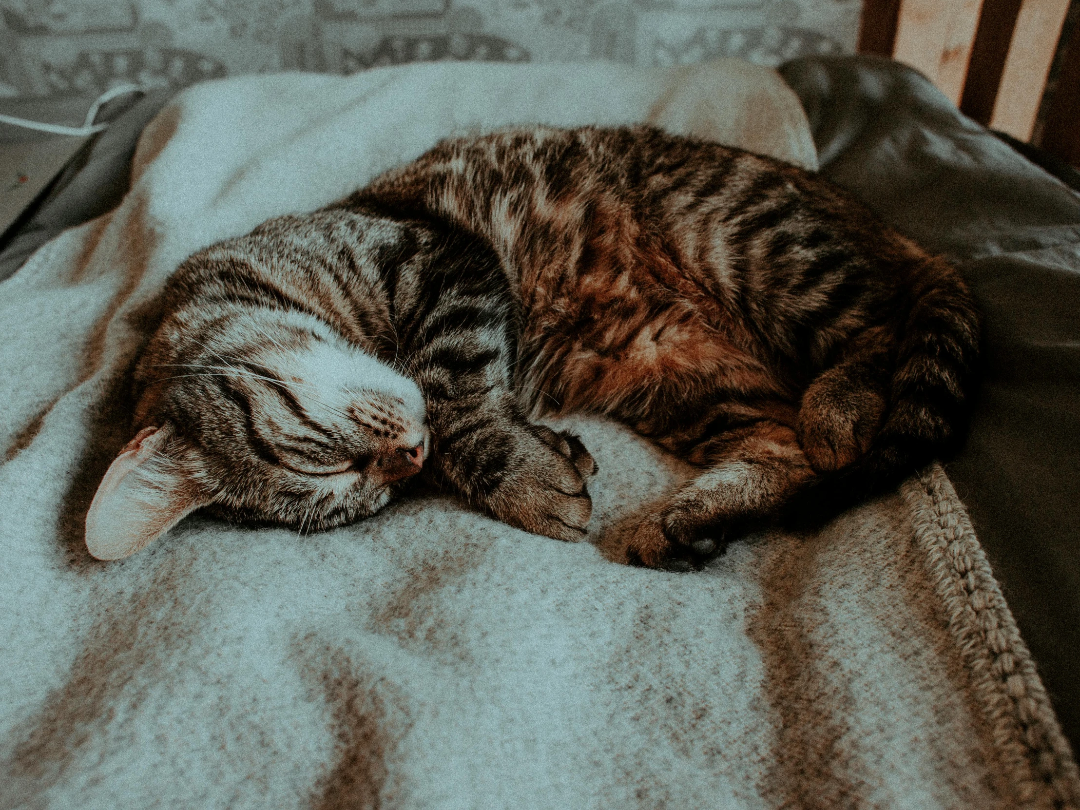 a cat sleeping on top of a blanket on a bed, pexels contest winner, striped, armored cat, cosy vibes, with shiny skin