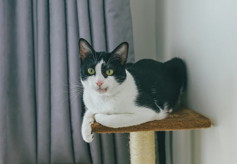 a black and white cat sitting on top of a cat tree, on a table