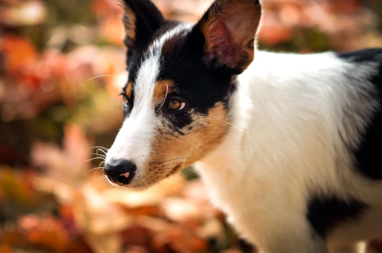 a black and white dog standing in a pile of leaves, pexels contest winner, bauhaus, with pointy ears, warm coloured, closeup of an adorable, australian