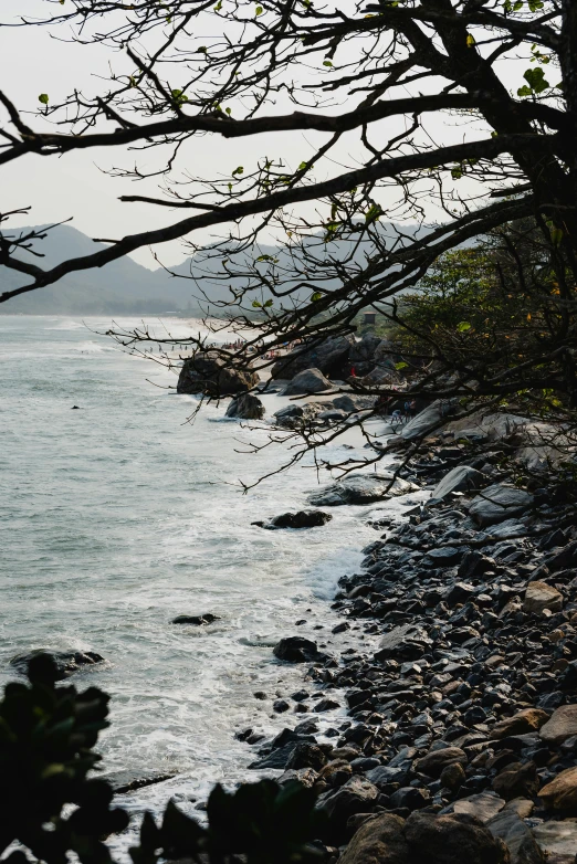 a bench sitting on top of a rocky beach next to the ocean, overhanging branches, hazy water, tropical trees, walking to the right