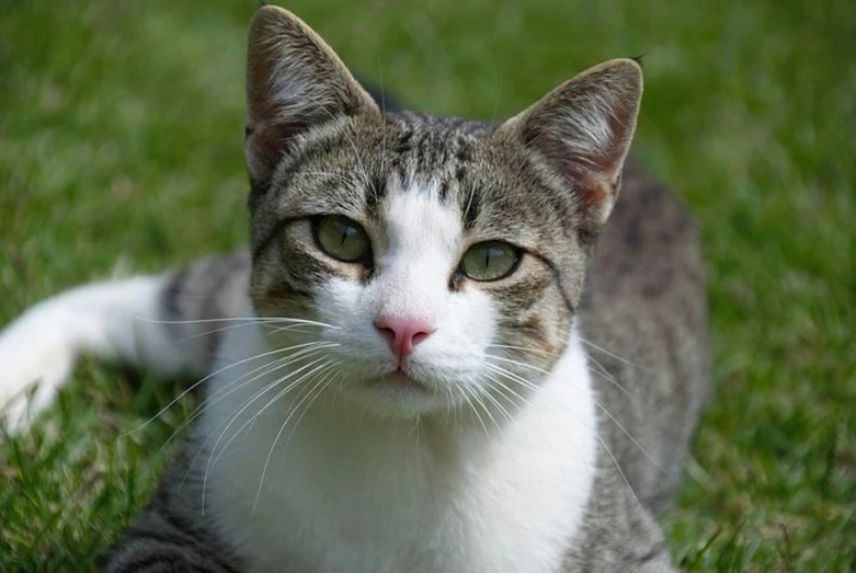 a gray and white cat laying in the grass, pixabay contest winner, square nose, highly polished, ready to model, high-resolution photo