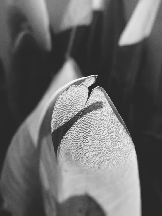 a black and white photo of a person wearing a hat, a macro photograph, art photography, shot with iphone 1 0, long petals, very close up foot shot, folds of fabric